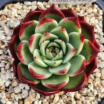 다육식물(사라보니슈퍼클론) 랜덤