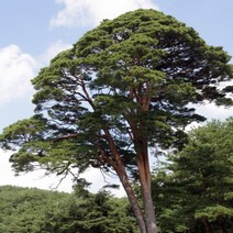 소나무 적송 6치 포트 h1m 이상 조경수 정원수, 1개