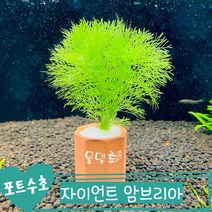 [물멍초] 키우기 쉬운 포트수초 자이언트 암브리아 한포트