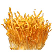 당일발송 버섯키우기 무농약 동충하초 키우기, 1개