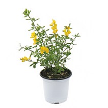 갑조네 꽃 생화 꽃화분 공기정화식물, 애니시다(소), 1개