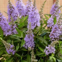 모종/ 붓들레아(미니종)-블루 / 10cm분/ 2개 Q2297