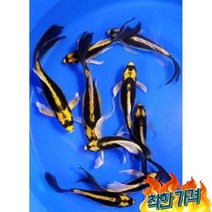 [키우기쉬운] 이쁘고 귀여운 금붕어 와 비단잉어 10종류, 골든 팬더 코이 1마리