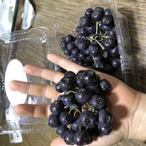 묘목/아로니아 (블랙스타)접목 3년생/2주 KJ1845, 1개