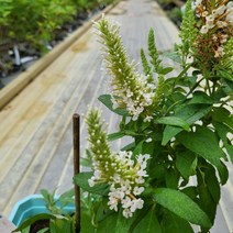 봄바람마켓 붓들레아 꼼꼼한포장 리틀화이트 왜성붓들레아 개화주