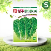 솔림텃밭몰 아시아종묘 청치마상추씨앗 3000립 청하청치마상추 상추씨앗, 1개