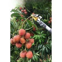 가지치기 가위 과일따개 과일수확용 열매따개 감따개, 1.8m 접이식 무톱 플라스틱 손잡이