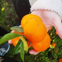 쓰리랑 고당도귤 당도보장 제주 감귤 1box 5kg, 쓰리랑 제주감귤 로얄과(S/M) 5kg