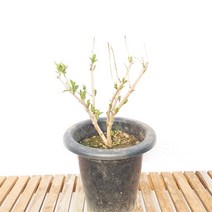 병꽃 중형 나무 묘목 붉은 빨강 꽃 공기정화 식물 인테리어 화분