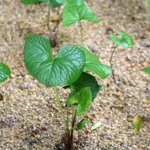 곰취모종 취나물 컵포트 새마을총각 봄나물모종, 컵포트 1개
