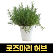 로즈마리화분 식용 공기정화식물 허브, 1개