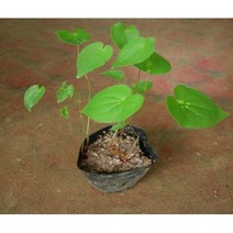 특용/약용수 삼지구엽초포트(음양곽)/매자나무과_5주