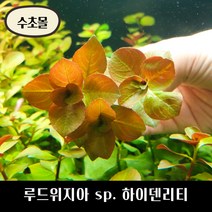 [수초몰] 루드위지아 sp. 하이덴리티 키우기 쉬운 수초, (특가) 5촉