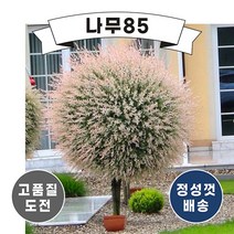 (나무85) 플라밍고샐릭스 삽목2년 (2주 묶음), 1개