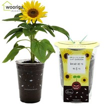 컵가든 식물키우기 6종 방울토마토 봉선화 해바라기씨 바질 패랭이꽃 나팔꽃, 1개, 컵가든_미니해바라기