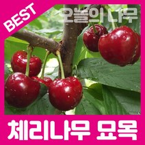 합리적 가격의 우수한 체리묘목(홍수봉 라핀 레기나 타이톤 등), 홍수봉 접목묘 중묘