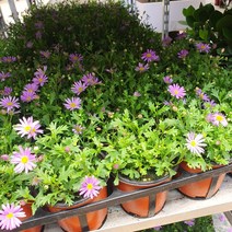 꽃백화점 사계국화소품 색상랜덤 10~25cm 26