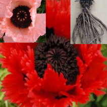 (D소망)숙근양귀비(종근) 2개 (색상랜덤)