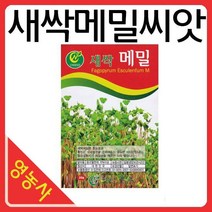 새싹메밀씨앗-새싹씨앗 어린잎채소 메밀 새싹재배기, 필수선택:베이비적오크