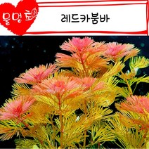[물멍초] 없어선 안될 기본 붉은 수초 레드카붐바 3촉