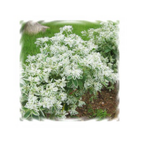 야생꽃씨 설악초 50g K467