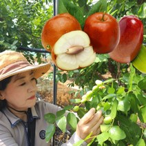 보은 생 햇 대추 사과대추 1kg, 1개, 생 햇 보은 대추 1kg 32mm