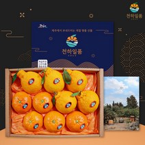 천하일품 레드향 한라봉 천혜향 명품 선물세트 3kg 5kg, 1박스, 06.한라봉 선물세트 3kg 대과(5-8과)