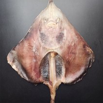 서해안 반건조 대청 홍어 1미 /건조후1~1.5kg내외, 단품