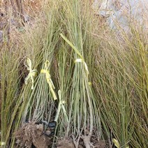 황매화 1주(키1.0미터이상) _ 270399EA, 본상품선택