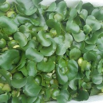 부레옥잠(10본한묶음)