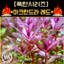 [수초폭탄] 통큰 반값할인 분홍색 진달래꽃을 닮은 로탈라 마크란드라 레드(25줄기) 초보수초 레이아웃 미니어항