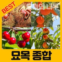 합리적 가격의 우수한 유실수/약용수 종합나무묘목, 18.빅듀크 배양묘 2년생