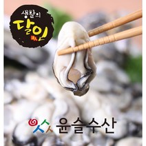 슬기로운 구매생활!~ 영양만점통영생굴(횟감용) 5KG 4KG