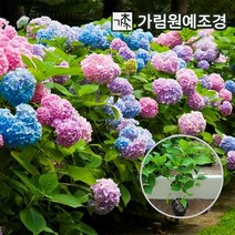 정원수국 엔들레스썸머 마크로필라 15cm포트, 니코블루 마크로필라 수국  15cm포트(2개세트)