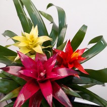 [꽃파는농부] 삼색체리(삼색 구즈마니아), 미니(너비:20cm/높이:35cm내외), 1개