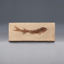 (JLS) 에오세시대 물고기화석 (Bony Fish) 전시용화석 (230x100x10mm) 관찰용 화석표본