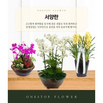 서양란 개업 승진 축하화분 인테리어화분 동양난, 서양란 - 보라호접란(고급형), 서울특별시/광역시/경기구단위 (배송비X)