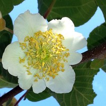 키위나무 묘목 - 숫나무 도마리 키1.5m(분) 1개