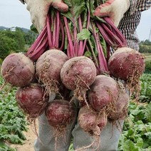 해남 레드비트 (못난이) 3kg 주스전용 스테비아비트, 단품