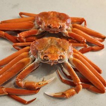 박달대게 대 1미 9.6-10cm 수율80％이상 마리당 대략 550-700g