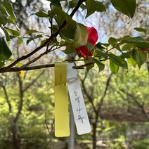 수목표찰 이름표 주말농장 과수원 10P 네임텍 농장, 옐로우