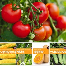 열매 채소 씨앗 모음 마이플랜트 강낭콩 와송 오이 호박 여주 고추 종자 베란다텃밭, 피알노나다고추