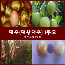 착한가격 나무생각 / 대추나무모음, 대왕대추(다왕조오)1등묘, 9999개