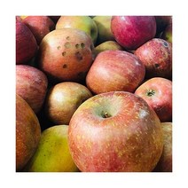 [주말특가] [못난이농산물] 아침이슬사과 사과 10kg (B급/착즙주스용) (업체별도 무료배송)[대량구매관]