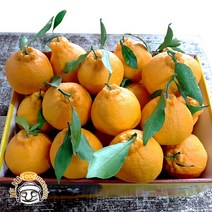 블루제주 서귀포 한라봉 2.5kg (실속형 중대과 6-11과 실중량), 단품