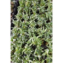 행복한꽃순이//석곡/홍매(소), 10개