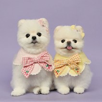 모모스페이스 강아지 스카프 이름 얼굴 대형견 고양이 애견 케이프 악세사리 레트리버 S 2XL, M, 옐로우