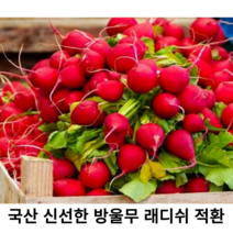 국내산 신선한 래디쉬 300g 500g 1kg 2kg 국산 싱싱한 적환무 방울무 래디시 적환 레디쉬 빨간무 생레데쉬 샐러드채소, 1개