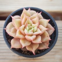 50가지 다육이 [ 취향저격 ], 8번-테슬라