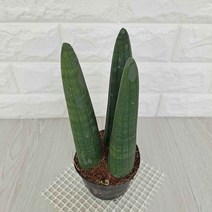 스투키 3두 실내공기정화식물 선인장 다육 공기청정식물, 상세페이지 참조